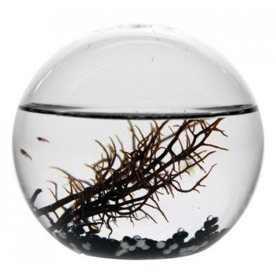 Ecosphère écosytème ronde 10 cm black édition cailloux noirs et blancs crevettes