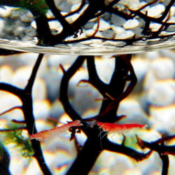Ecosphere ecosysteme crevettes