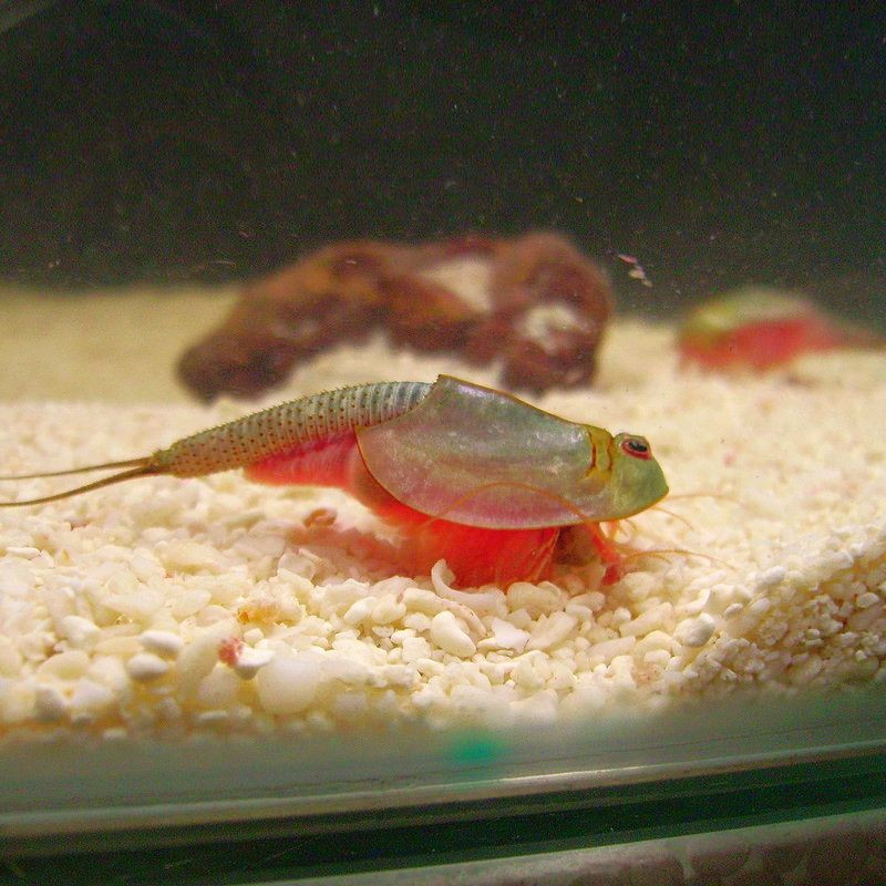 Triops Longicaudatus crustacé préhistorique Triops Longicaudatus crustacé préhistorique