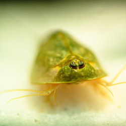 Triops Longicaudatus crustacé préhistorique