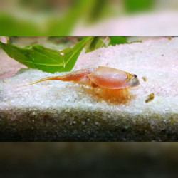 50 Oeufs de Triops Australiensis Queensland Australie crustacé préhistorique Branchiopoda Triopsidae