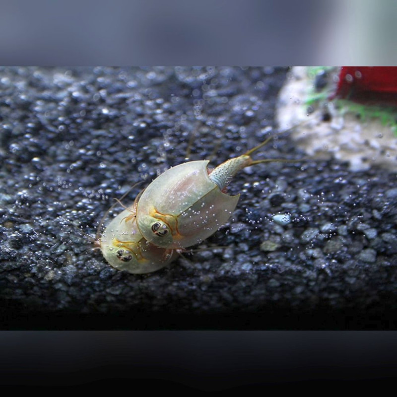 50 Oeufs de Triops Australiensis Queensland Australie crustacé préhistorique Branchiopoda Triopsidae