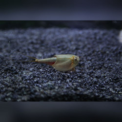 50 Oeufs de Triops Australiensis Queensland Australie crustacé préhistorique Branchiopoda Triopsidae