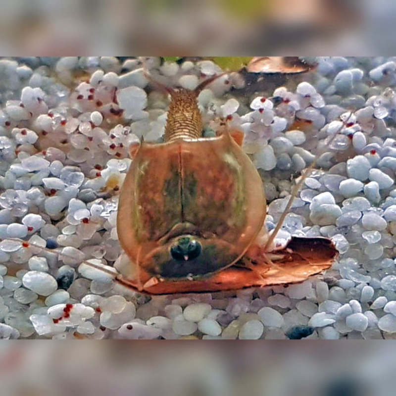 50 Oeufs de Triops Granarius crustacé préhistorique Branchiopoda Triopsidae