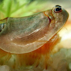 Triops Longicaudatus crustacé préhistorique