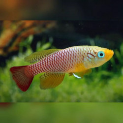 Oeufs larves alevins poisson killies killy killifish Nothobranchius Foerschi