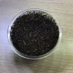 Oeufs killies Nothobranchius Palmqvisti