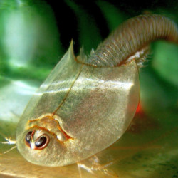 Triops Longicaudatus crustacé préhistorique