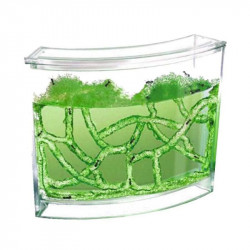 vivarium fourmis fourmilière gel antfarm antquarium ant fourmis colonie observation