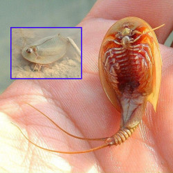 triops cancriformis, crustacé préhistorique, espèce européenne rare et menacée, panchronique