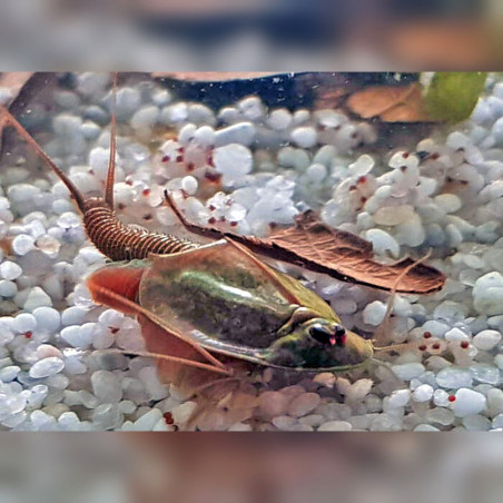 50 Oeufs de Triops Granarius crustacé préhistorique Branchiopoda Triopsidae