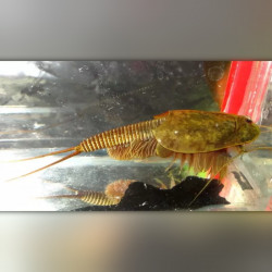50 Oeufs de Triops Granarius crustacé préhistorique Branchiopoda Triopsidae