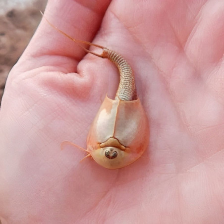 triops cancriformis, crustacé préhistorique, espèce européenne rare et menacée, panchronique