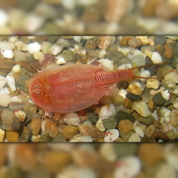 Oeufs de Triops Cancriformis albinos Beni Kabuto Ebi, crustacé aquatique d'eau douce