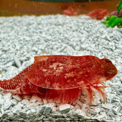 Oeufs de Triops Cancriformis albinos Beni Kabuto Ebi, crustacé aquatique d'eau douce