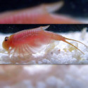 Oeufs de Triops Cancriformis albinos Beni Kabuto Ebi, crustacé aquatique d'eau douce