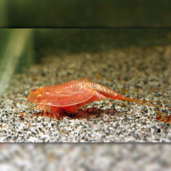 Oeufs de Triops Cancriformis albinos Beni Kabuto Ebi, crustacé aquatique d'eau douce
