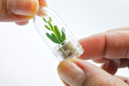 Babyplante mini plante cactus succulente porte clé miniature