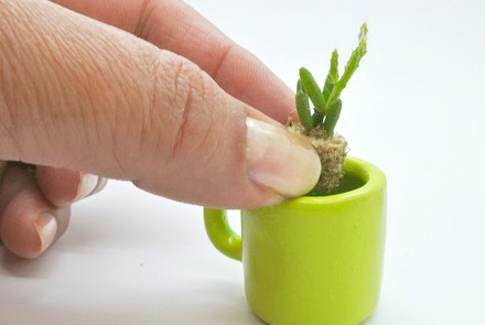 Babyplante mini plante cactus succulente porte clé miniature