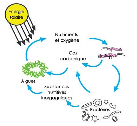L'autonomie des écosphères tient dans l'association d'algues, de bactéries et crevettes