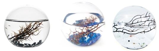 Ecosphère : Un véritable Ecosystème dans une Sphère en verre
