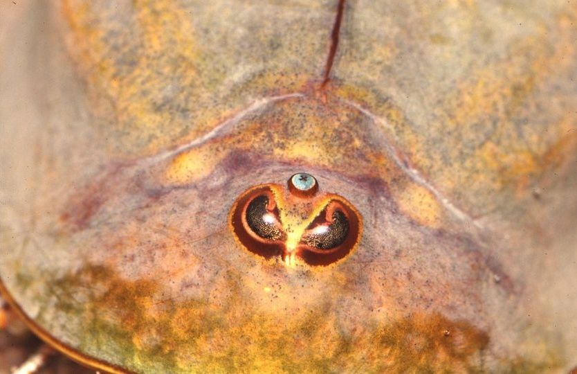 Le nom triops vient de ses trois yeux : en grec, le nom "triops" veut dire "trois yeux".