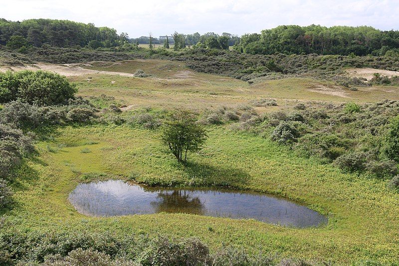 Mare temporaire triops