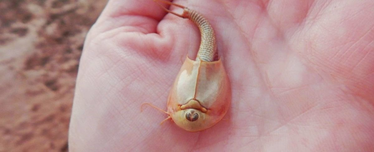 Les triops sont une espèce panchronique, et que l'on qualifie le plus souvent de « fossile vivant »