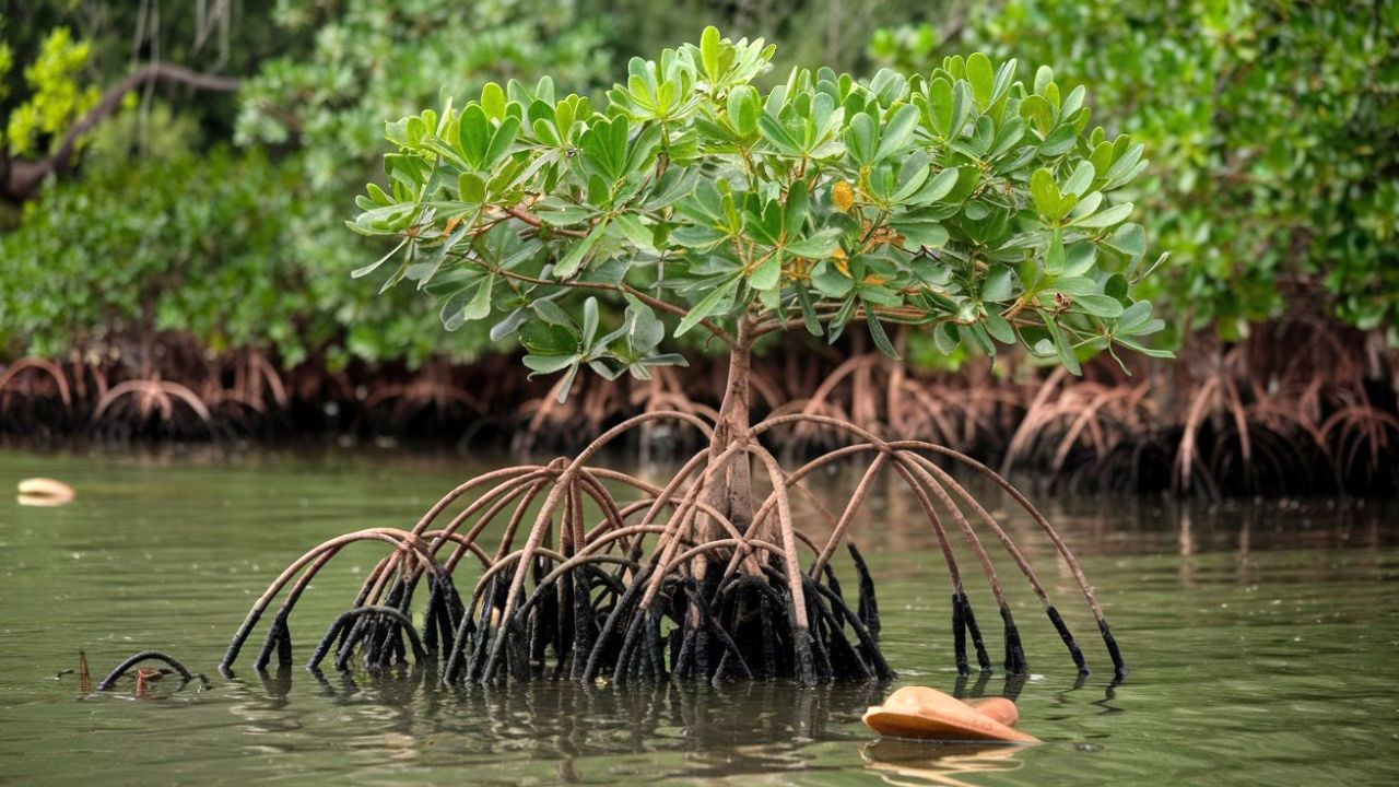 Le Pal tuvier Rouge Le Poumon De La Mangrove Le Pal tuvier Rouge Le Poumon De La Mangrove